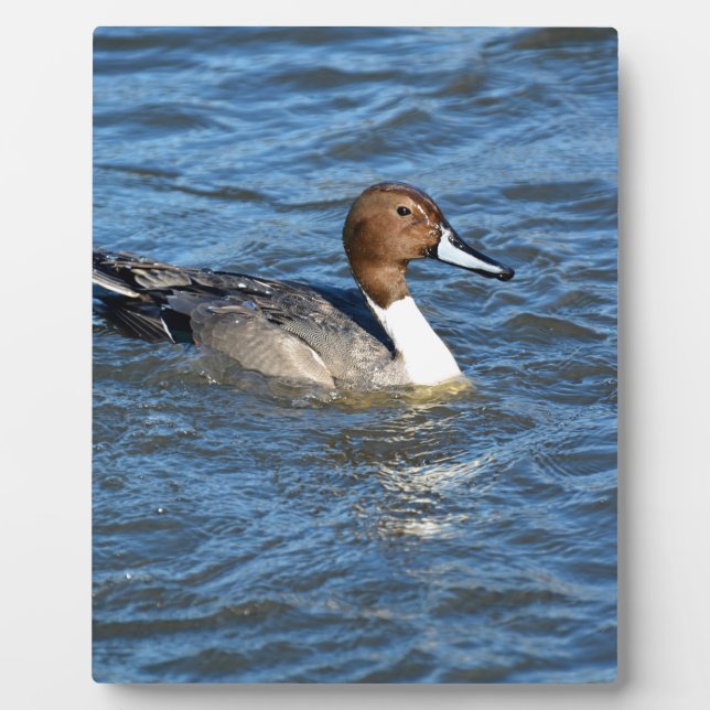 Northern Pintail Duck Plaque (Front)