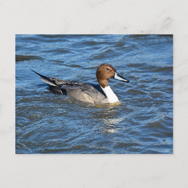 Northern Pintail Duck Postcard (Front)