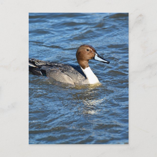 Northern Pintail Duck Postcard (Front)