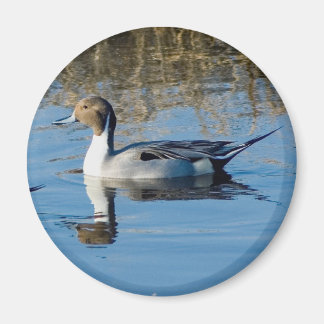 Northern Pintail Magnet