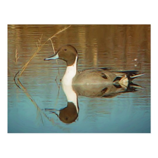 Northern Pintail Postcard