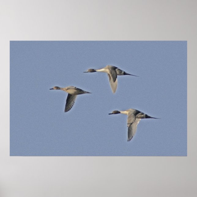 Northern Pintails Poster (Front)