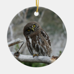 Northern Pygmy Owl Ceramic Tree Decoration