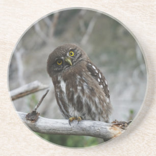 Northern Pygmy Owl Coaster