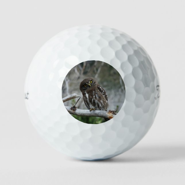Northern Pygmy Owl Golf Balls (Front)