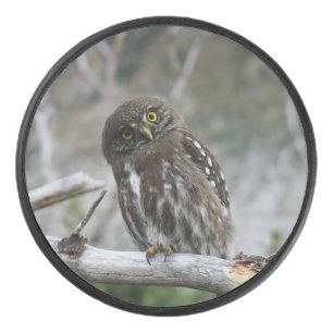 Northern Pygmy Owl Hockey Puck
