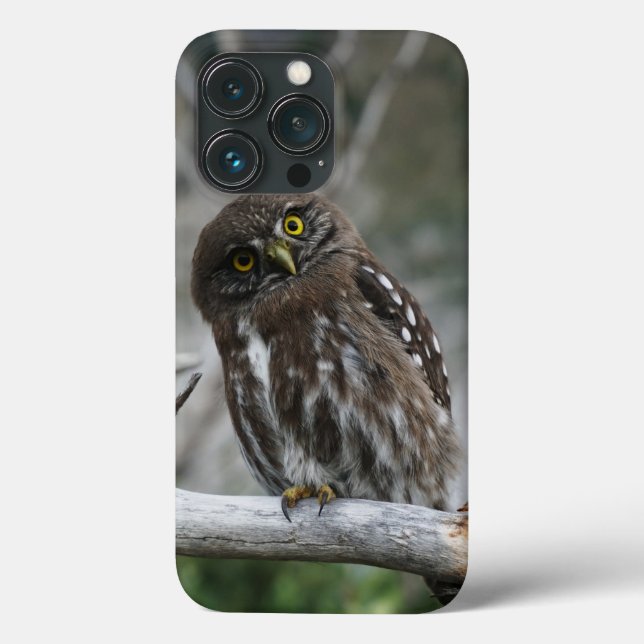 Northern Pygmy Owl iPhone 13 Pro Case (Back)
