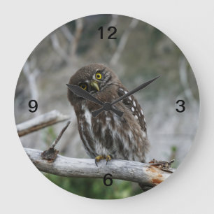 Northern Pygmy Owl Large Clock