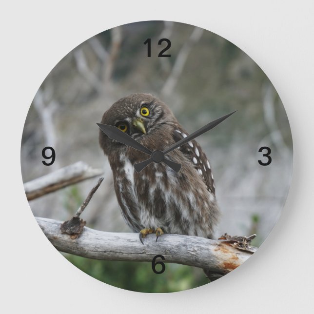 Northern Pygmy Owl Large Clock (Front)