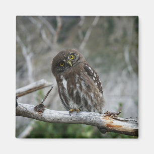 Northern Pygmy Owl Magnet