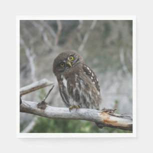 Northern Pygmy Owl Napkin