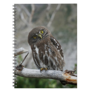 Northern Pygmy Owl Notebook