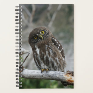 Northern Pygmy Owl Planner