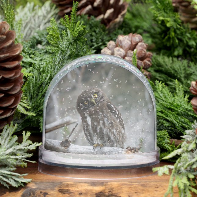 Northern Pygmy Owl Snowglobe (Winter)