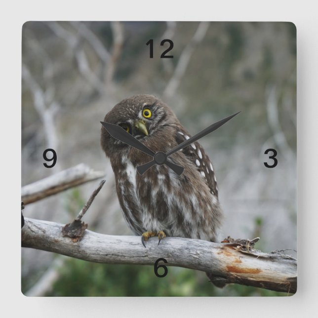 Northern Pygmy Owl Square Wall Clock (Front)
