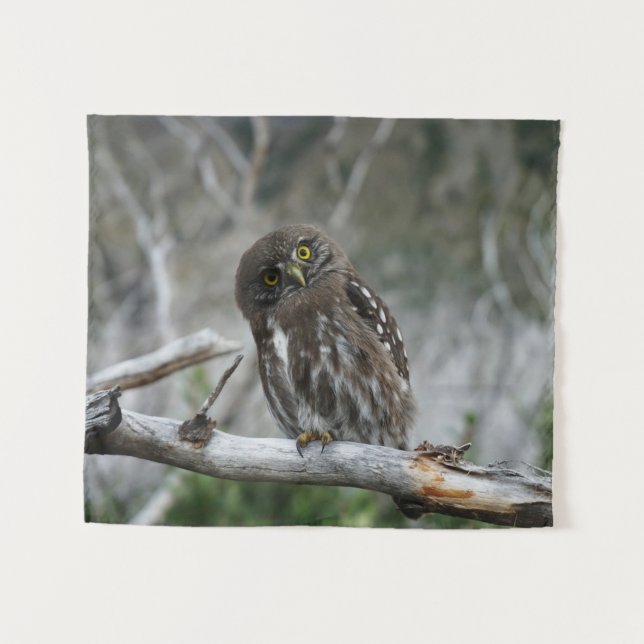 Northern Pygmy Owl Tapestry (Front (Horizontal))