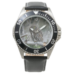 Northern Pygmy Owl Watch