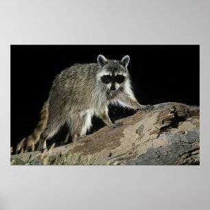 Northern Racoon, Procyon lotor, adult at 2 Poster