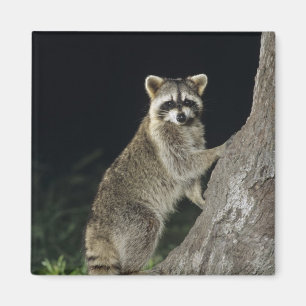 Northern Racoon, Procyon lotor, adult at tree Magnet
