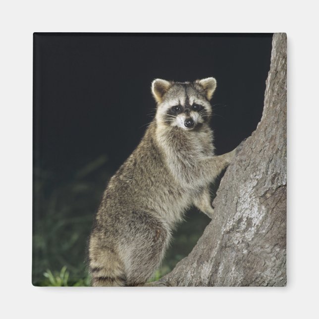 Northern Racoon, Procyon lotor, adult at tree Magnet (Front)