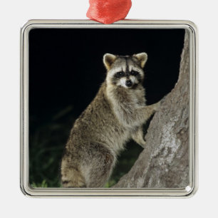Northern Racoon, Procyon lotor, adult at tree Metal Tree Decoration