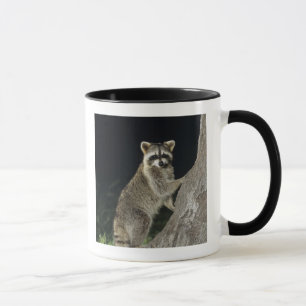 Northern Racoon, Procyon lotor, adult at tree Mug
