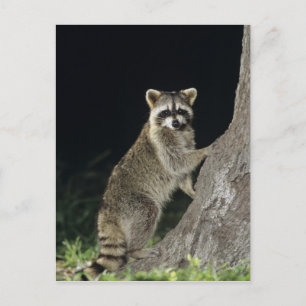 Northern Racoon, Procyon lotor, adult at tree Postcard