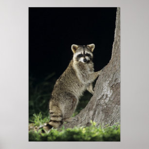 Northern Racoon, Procyon lotor, adult at tree Poster
