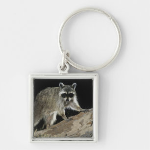 Northern Racoon, Procyon lotor Key Ring