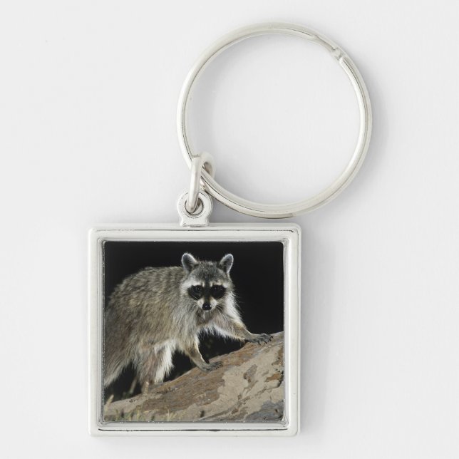 Northern Racoon, Procyon lotor Key Ring (Front)