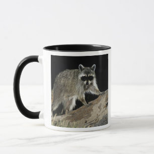 Northern Racoon, Procyon lotor Mug