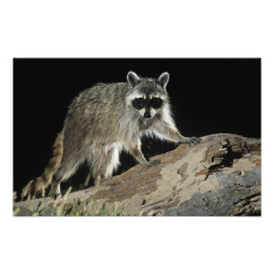 Northern Racoon, Procyon lotor Photo Print