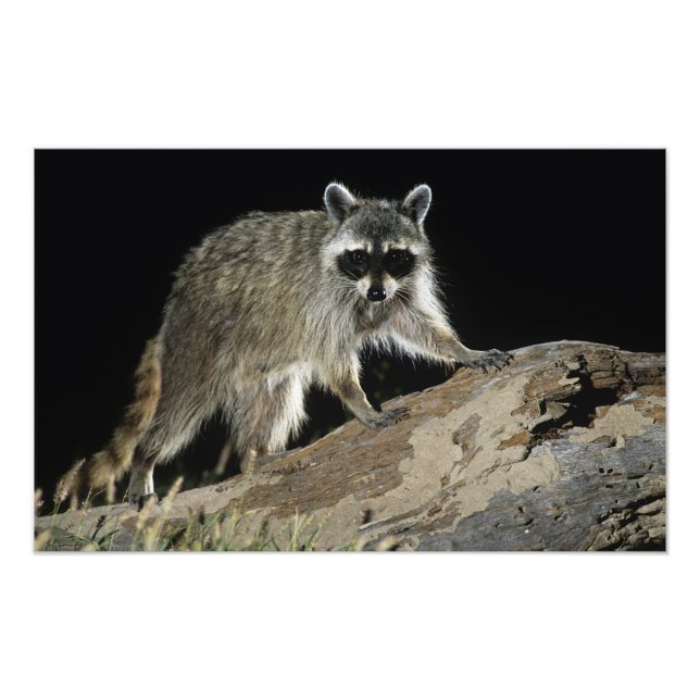 Northern Racoon, Procyon lotor Photo Print (Front)