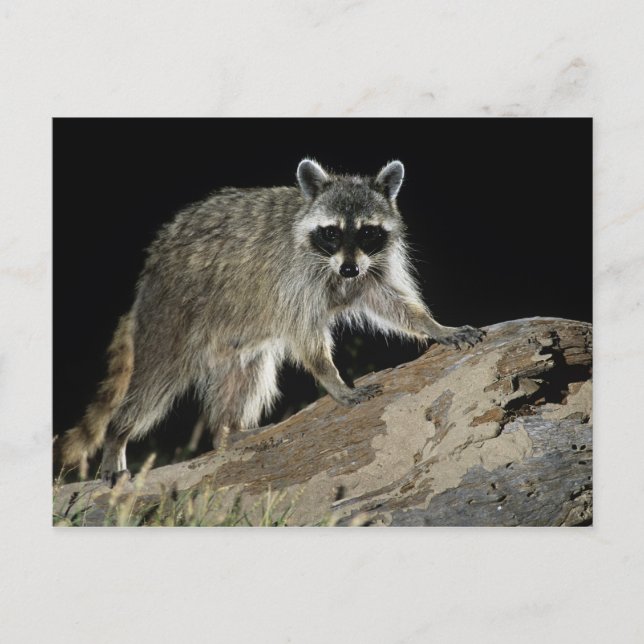 Northern Racoon, Procyon lotor Postcard (Front)