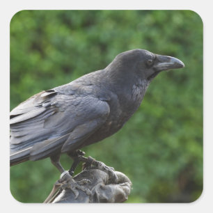 Northern Raven Square Sticker