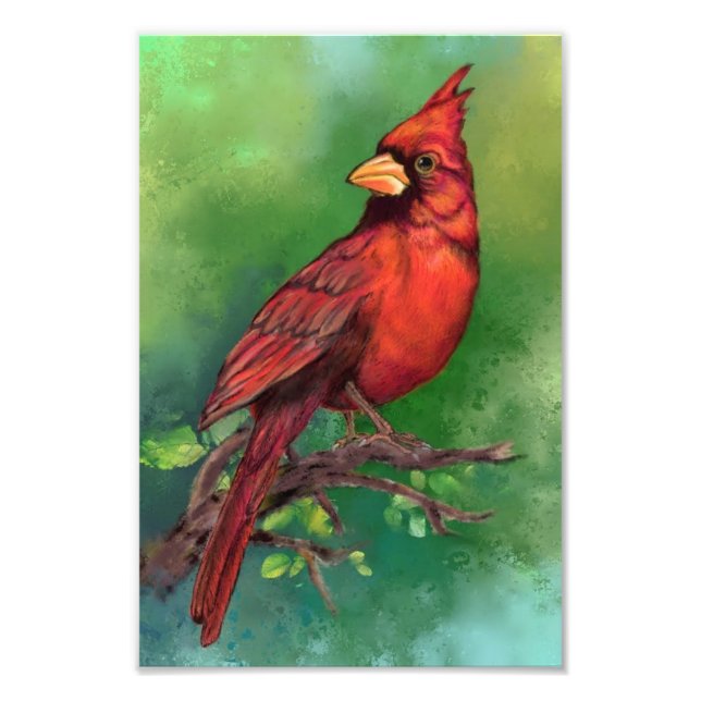 Northern Red Cardinal Bird Photo Print (Front)
