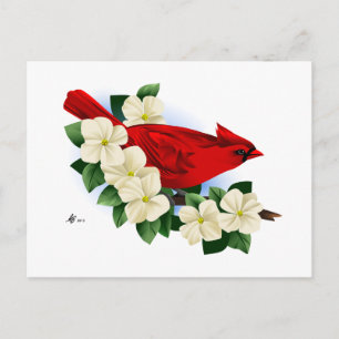 Northern Red Cardinal Postcard