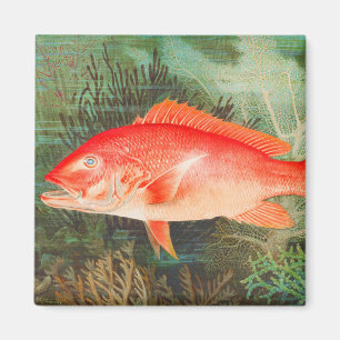 Northern Red Snapper fish vintage Magnet