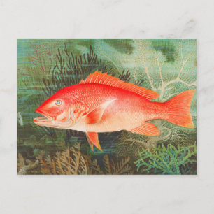 Northern Red Snapper fish vintage Postcard