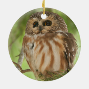 Northern Saw-whet Owl Ceramic Tree Decoration