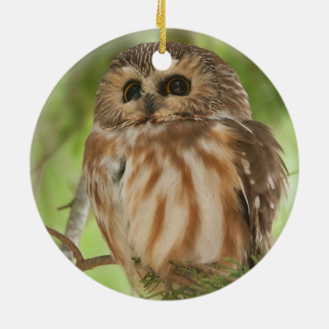Northern Saw-whet Owl Ceramic Tree Decoration (Back)