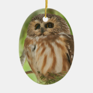 Northern Saw-whet Owl Ceramic Tree Decoration