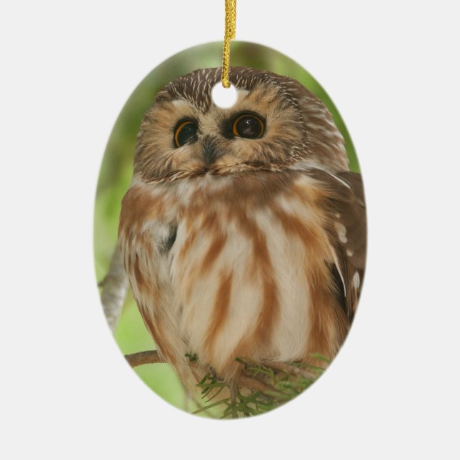 Northern Saw-whet Owl Ceramic Tree Decoration (Front)