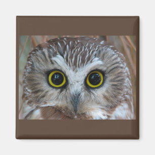 Northern Saw-whet Owl Close-Up Magnet