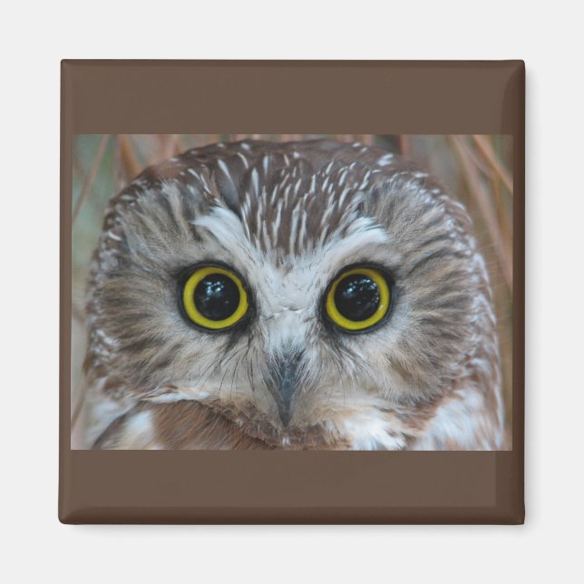 Northern Saw-whet Owl Close-Up Magnet (Front)