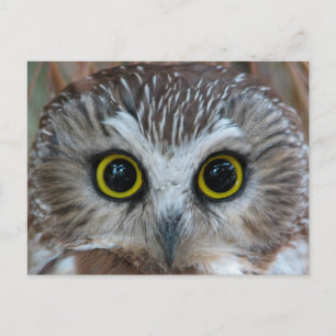 Northern Saw-whet Owl Close-Up Postcard