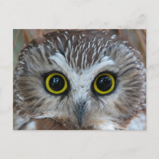 Northern Saw-whet Owl Close-Up Postcard