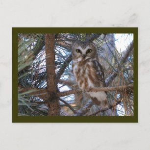 Northern Saw-Whet Owl in Pine Tree Postcard