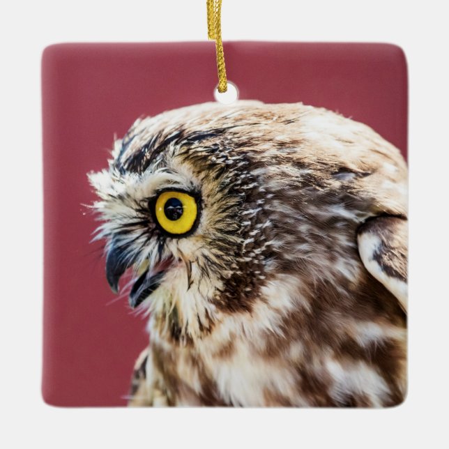 Northern Saw-Whet Owl Portrait Ceramic Ornament (Front)