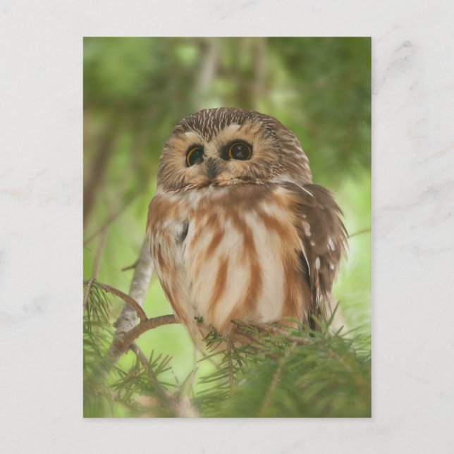 Northern Saw-whet Owl Postcard (Front)